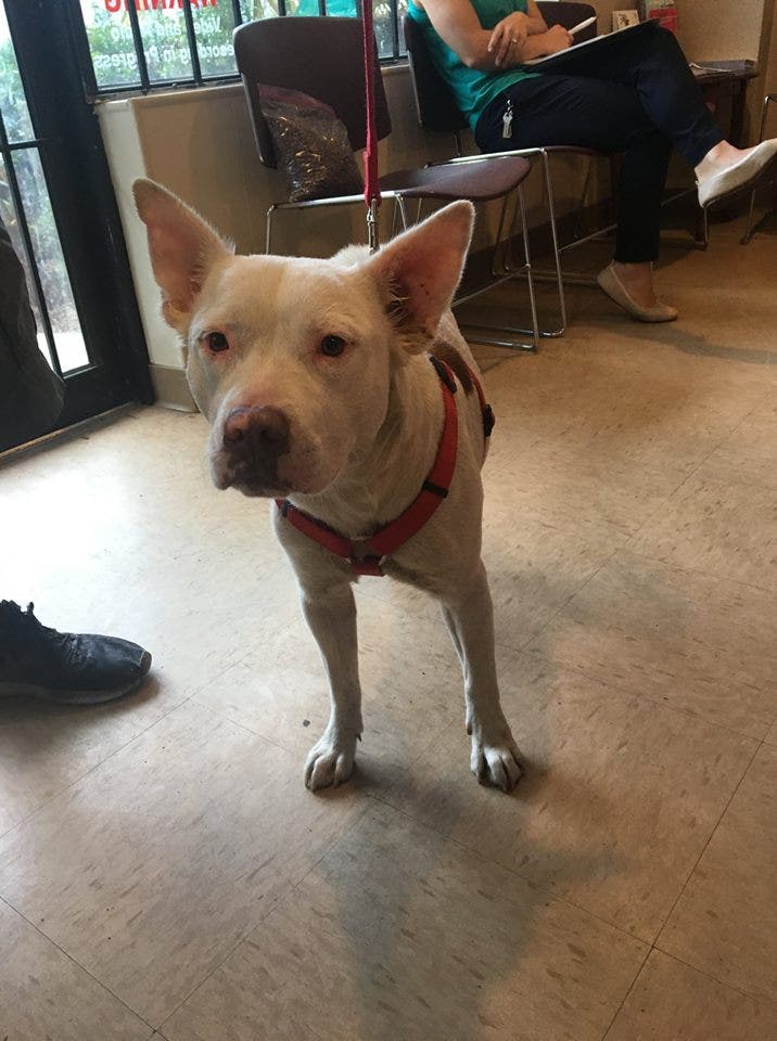 Florida police officer takes homeless man's dog to vet, pays for bill ...