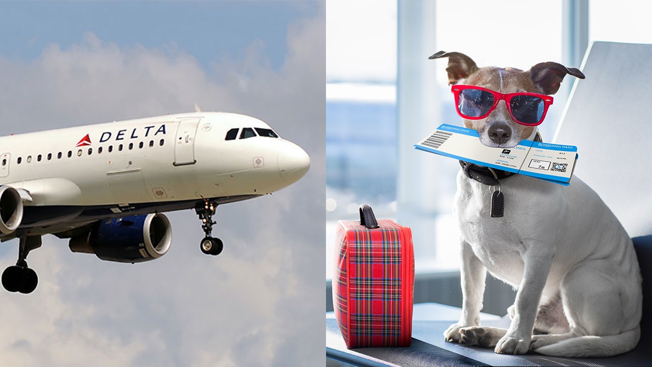 can dogs fly on planes delta