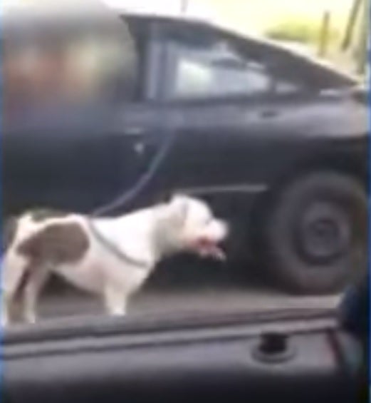 California dog owner seen driving car while 'walking' dog | Fox News