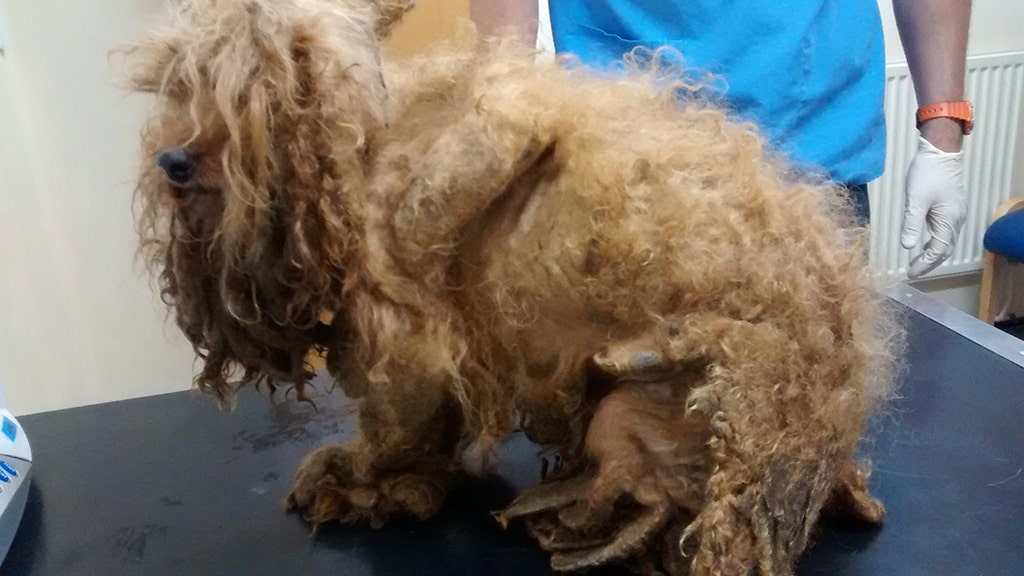 Dog's hair was so badly matted his foot rotted off, UK officials say | Fox  News