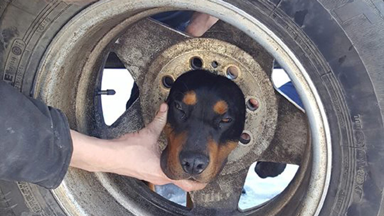 Montana fire department rescues dog who got his head wedged in wheel(02)
