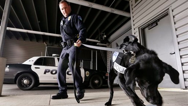 With marijuana now legal in most states, role of drug-sniffing K-9s is changing