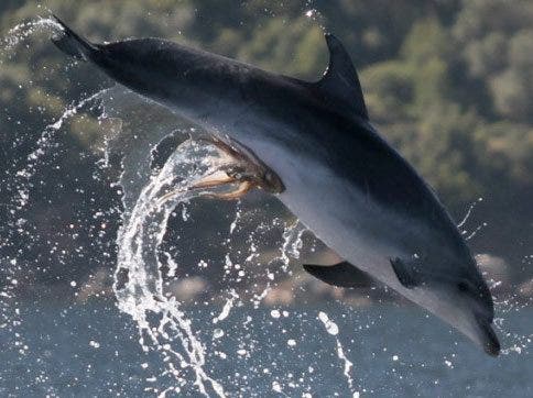 Dolphins, Hitchhikers