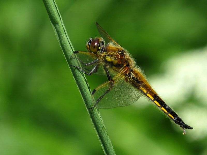 Scientists tap dragonfly vision to build a better bionic eye | Fox News