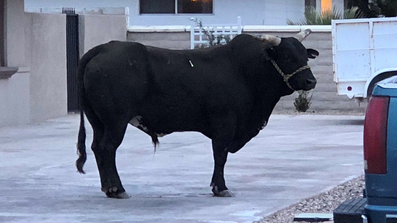 Bull captured in Las Vegas after running loose in neighborhood | Fox News
