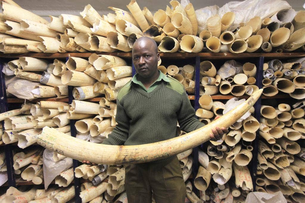 Africa is divided over ivory trade Fox News