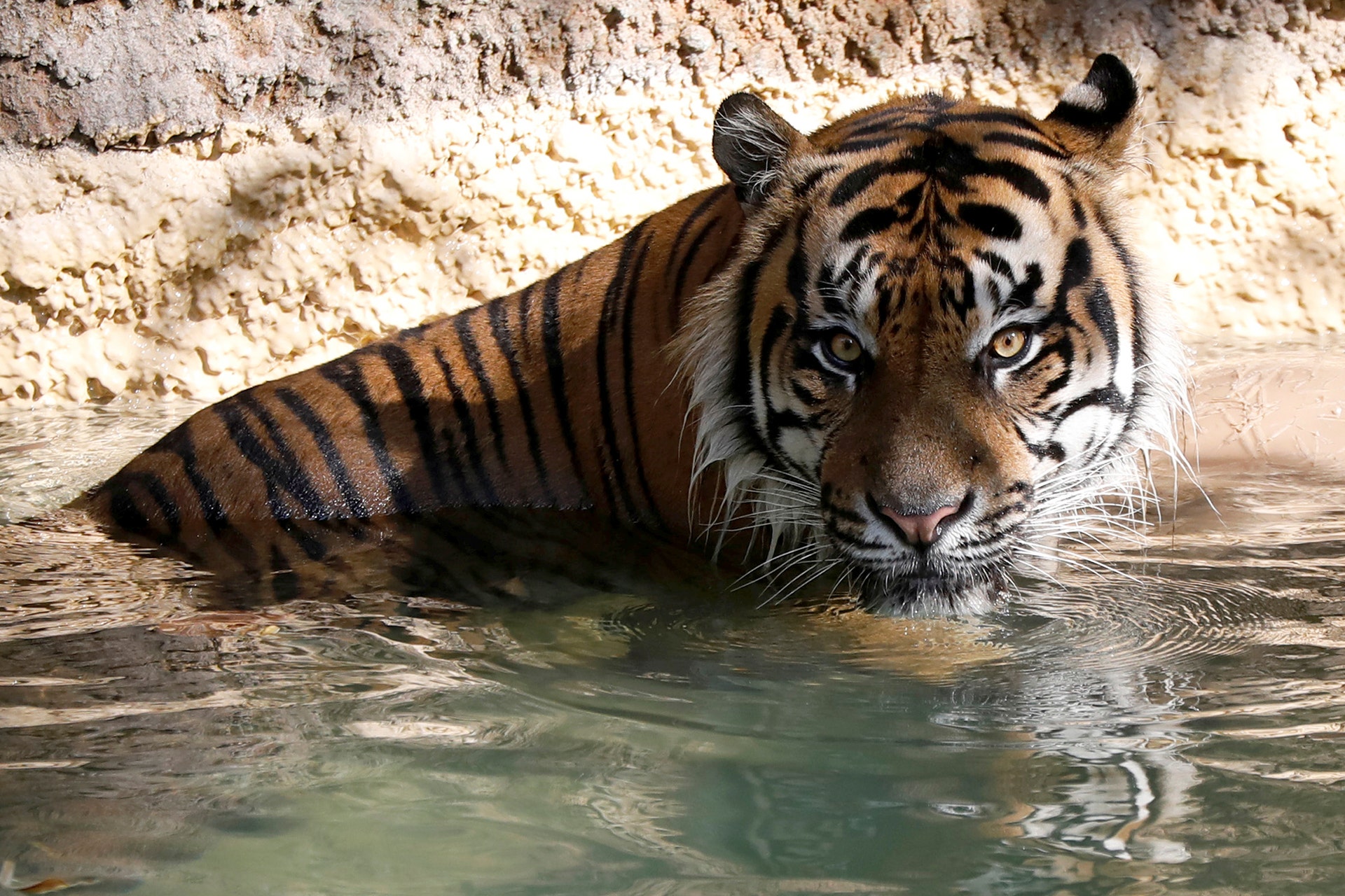 FOX NEWS: Zookeeper recovering after mauling by Sumatran tiger at ...