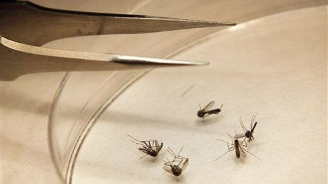 West Nile: Mosquito War Begins