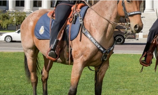 Denver police horse dies after officer forgot he was tied in stall ...