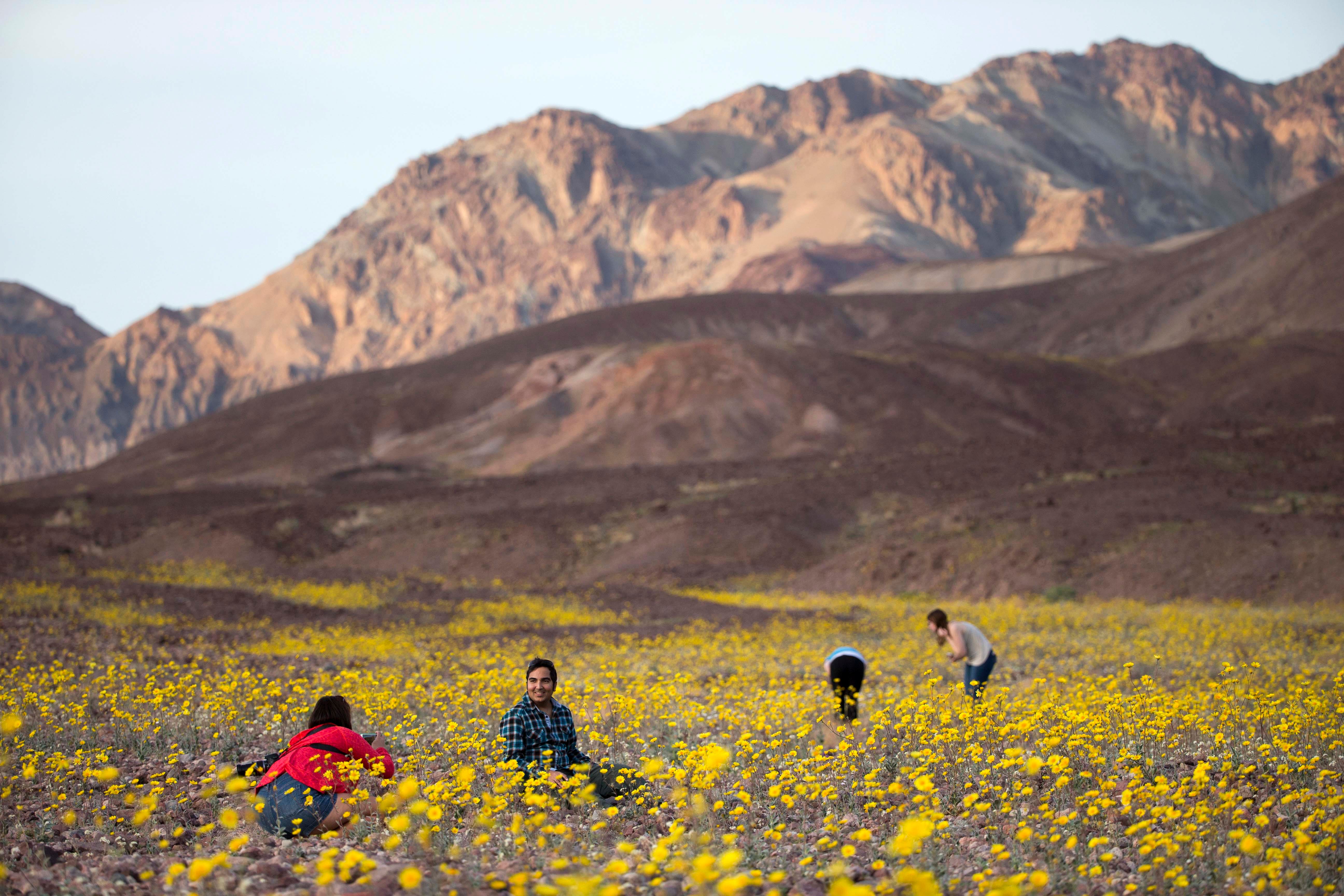Дикий 1 11. Долина Solana. Death Valley Blooms. Death Valley Tourism.