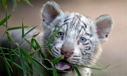 They Are So Cute! Argentinian Zoo Shows Off White Tiger Triplets