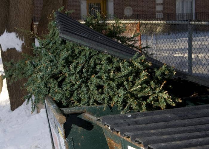 10 Uses for Your Dead Christmas Tree Fox News