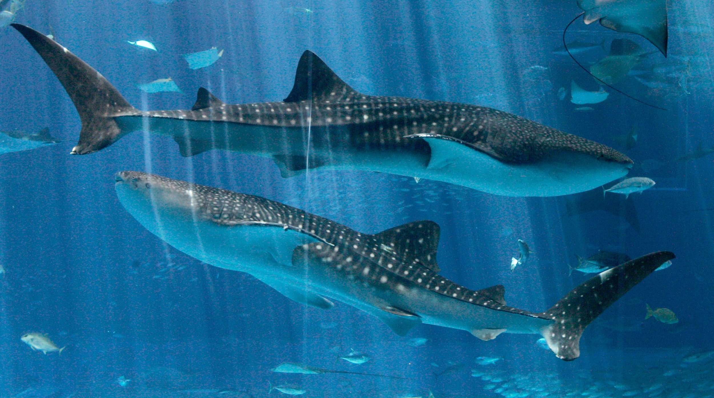 Shark's Incredible Sense of Smell? Myth Found Fishy | Fox News