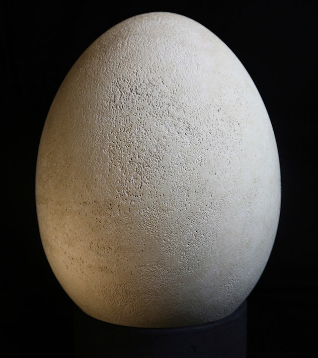 Apparently This Matters: Giant elephant bird egg