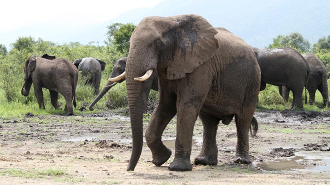 Elephant fat camp in the works | Fox News
