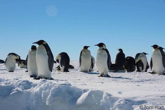Secret hideout helped penguins survive the Ice Age