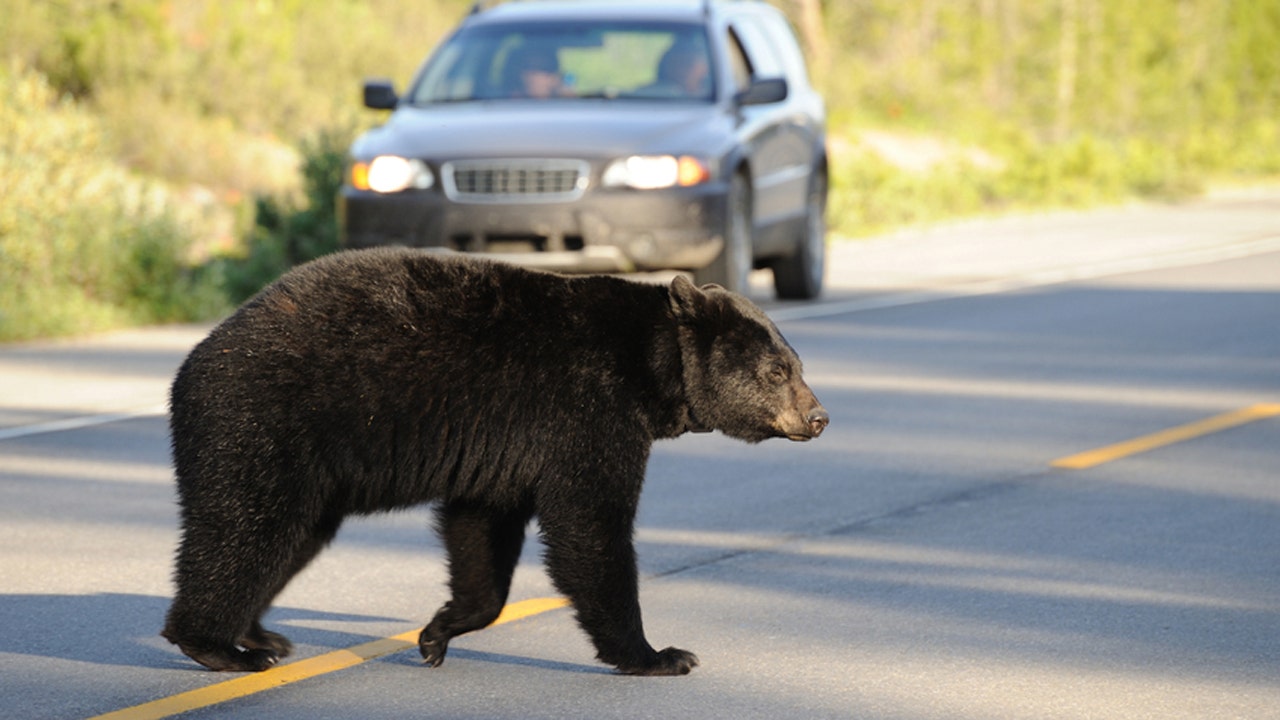 Wildlife expert blames 'woke' politics for Washington bear attack