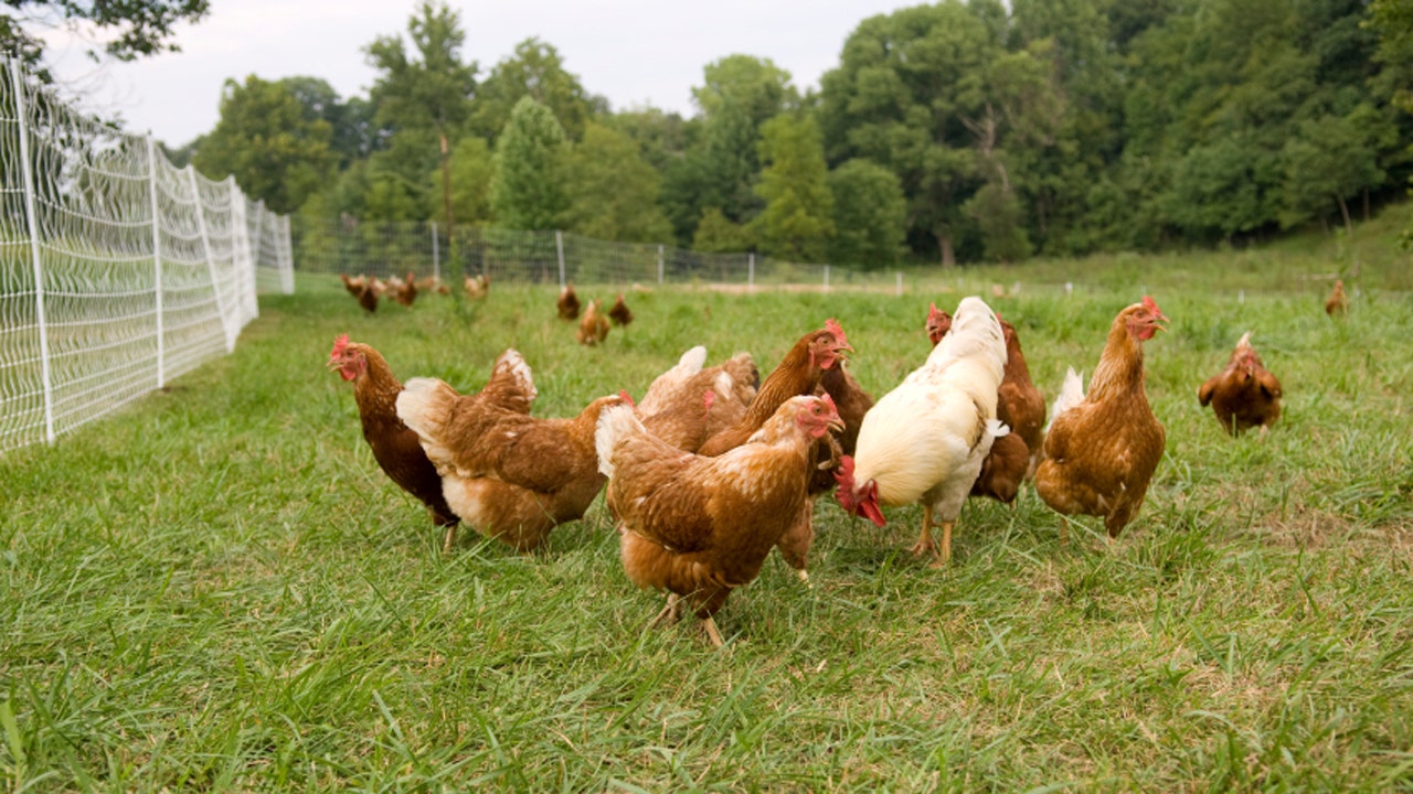 Chicken odor may help prevent spread of malaria | Fox News