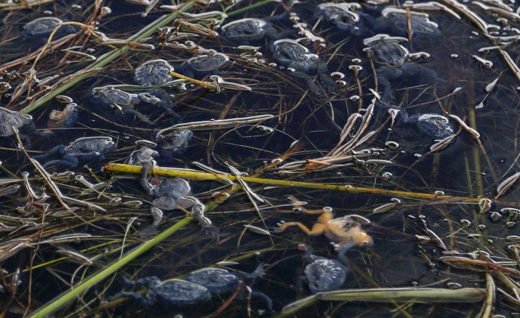 Kematian katak di Danau Titicaca menyoroti polusi yang tidak terkendali yang mengancam penghidupan