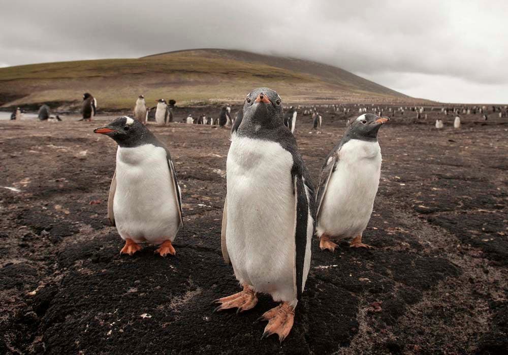 Brazil Sends Beached Penguins to California for Their Health