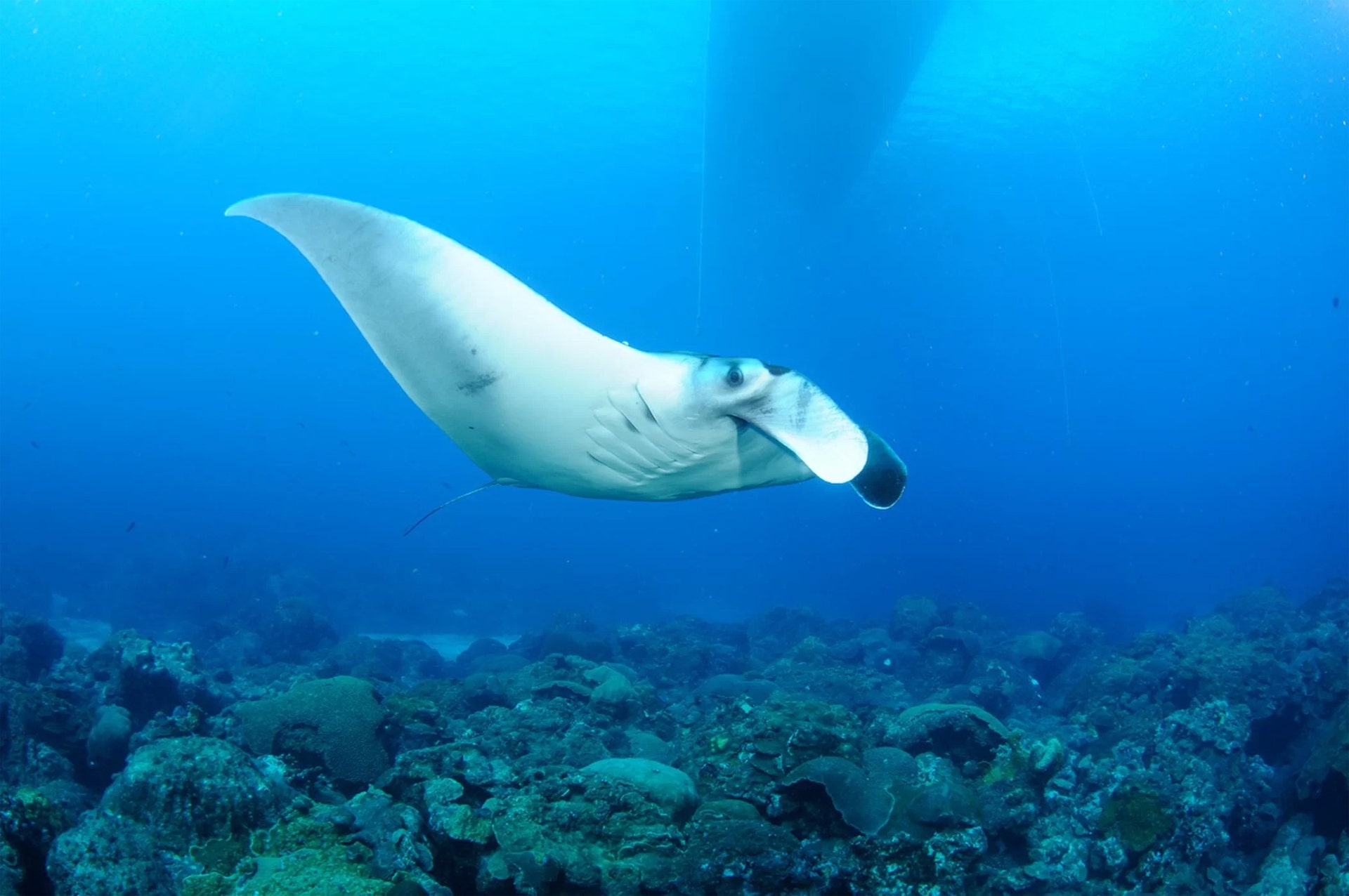 Rare giant manta ray nursery discovered off Texas coast