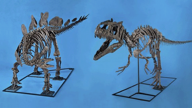 June 12: Bones from an allosaurus and a stegosaurus sold for nearly $2.75 million