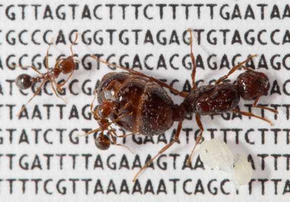 Scientists discover 'the Facebook chromosome'