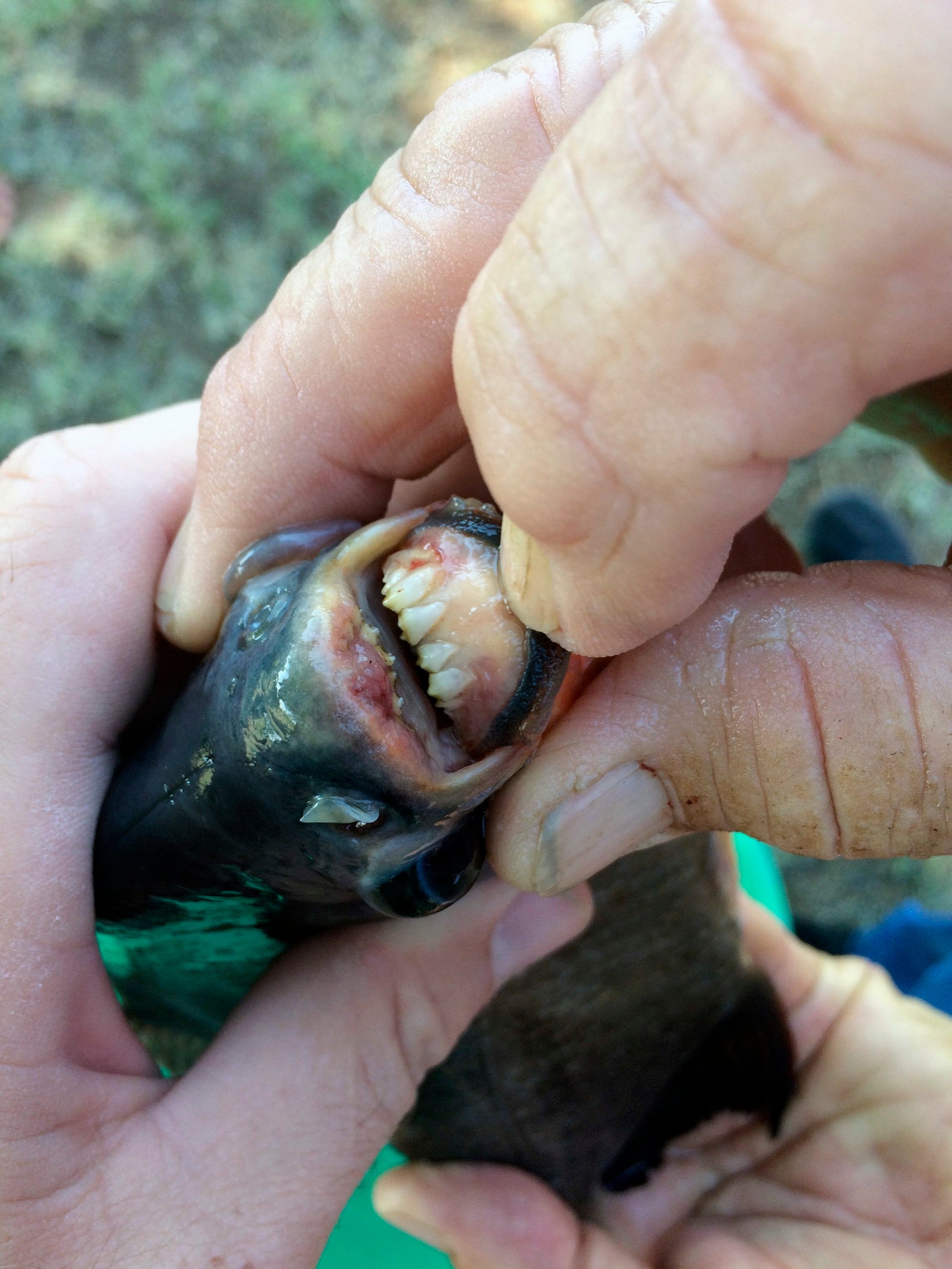 Oklahoma girl catches fish with 'human-like' teeth