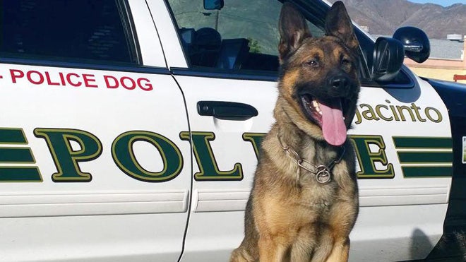 'Amazing' K-9 Killed In Hunt For Southern California Felon; Suspect ...