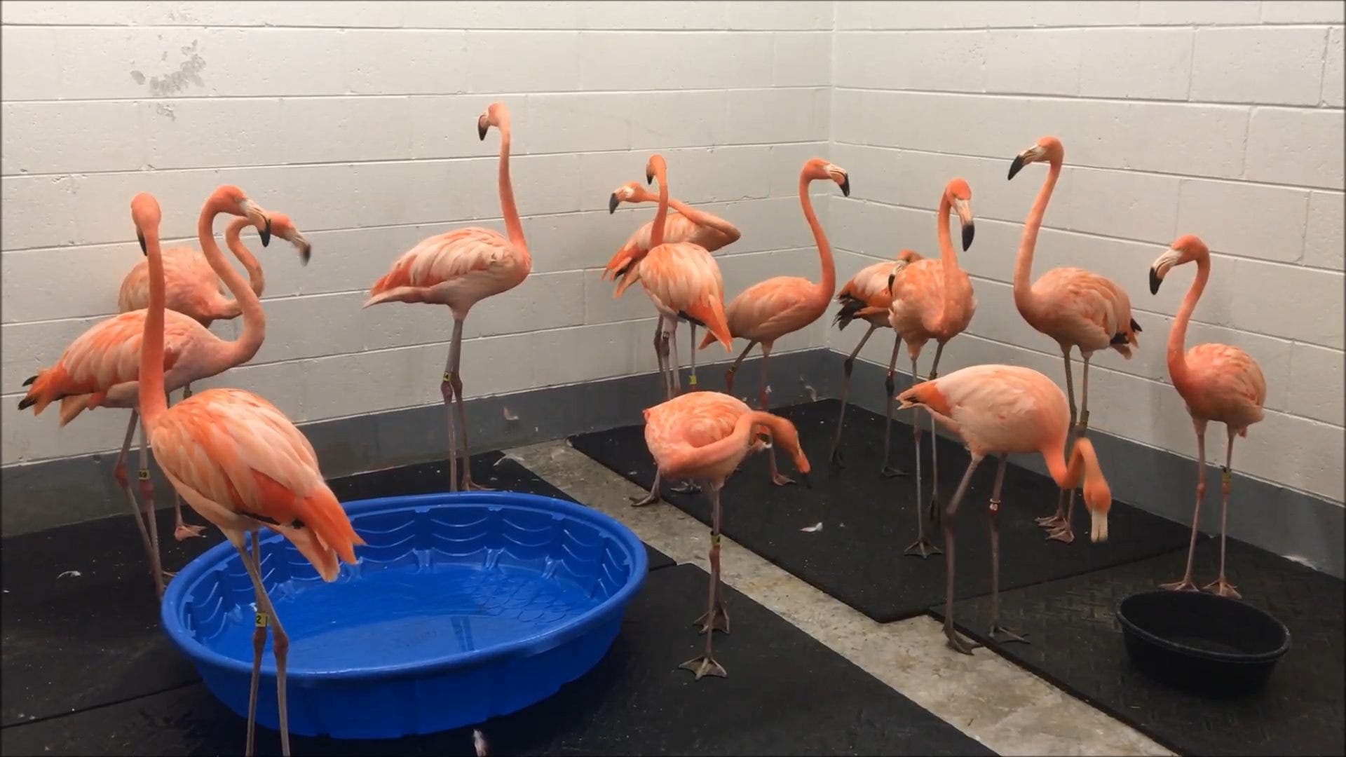 As Hurricane Florence lashes North Carolina coastline, zoos prepare for ...