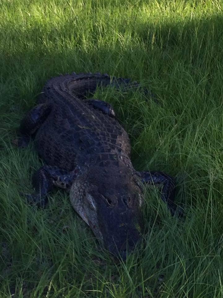 Florida man airlifted to hospital after alligator attack | Fox News