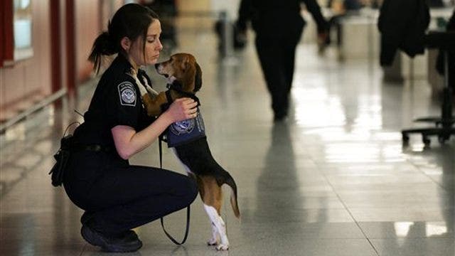 Anjing bandara menemukan makanan ilegal yang disimpan di bagasi