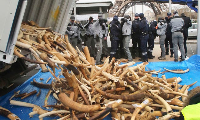 Ivory Falling 3 tons of seized illegal ivory crushed in Paris | Fox News