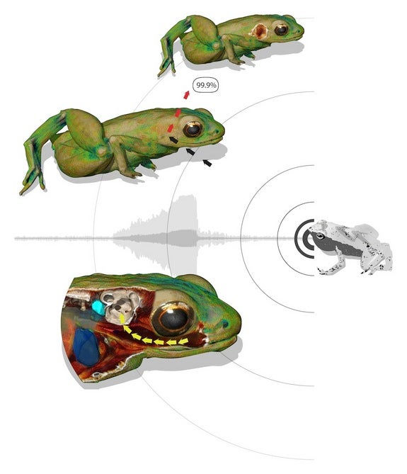 Weird! Tiny frog hears through its mouth | Fox News