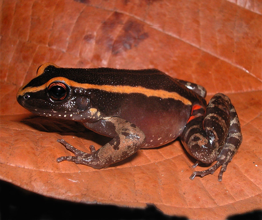 Bug battle Amazonian frog's skin secretes ant repellent Fox News