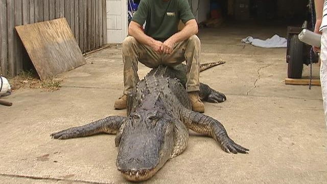 Hunter in Florida Catches Record-Breaking Alligator