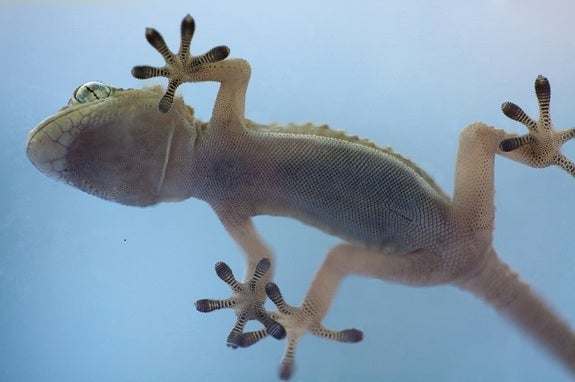 Geckos' sticky secret? They hang by toe hairs