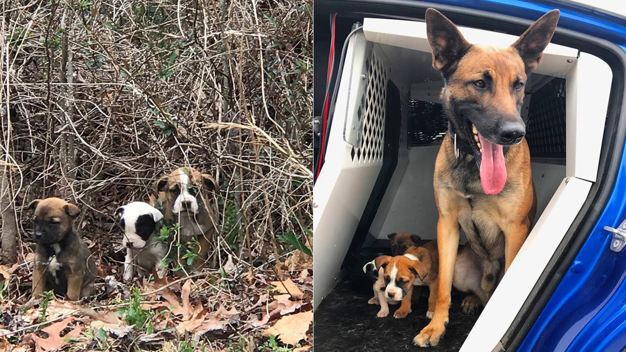 Abandoned puppies rescued by Georgia trooper, K9 partner | Fox News