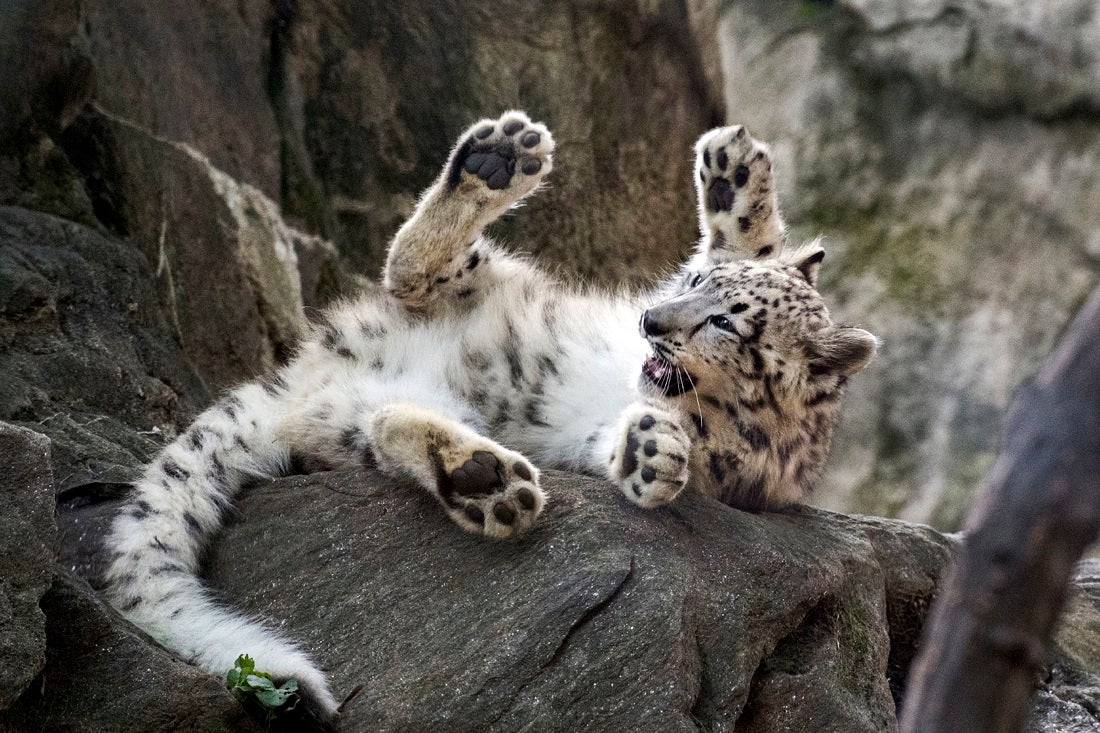 &#x27;Ghost cat&#x27; snow leopard debuts at Bronx Zoo 