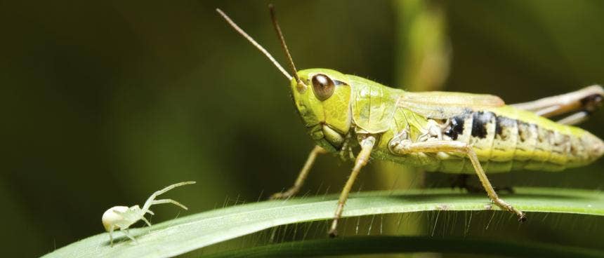 Rancher rips Utah teacher's climate assignment encouraging kids to eat bugs over beef: 'Junk science'