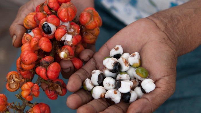 Guarana: A healthy source of caffeine | Fox News