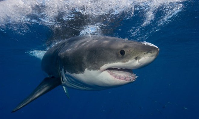 Great white shark mauls seal just yards from swimmers on Cape Cod beach ...