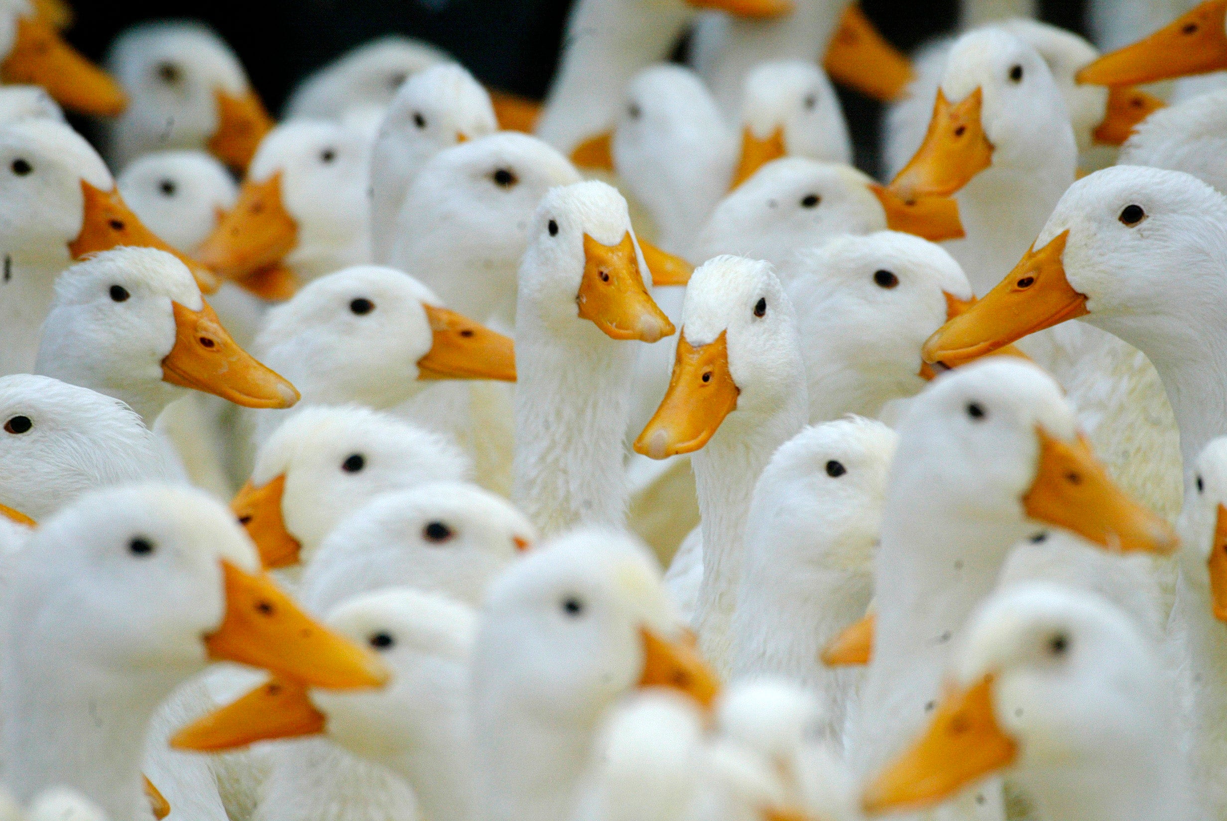 Devastating bird flu strain found in US wild duck, USDA says | Fox News