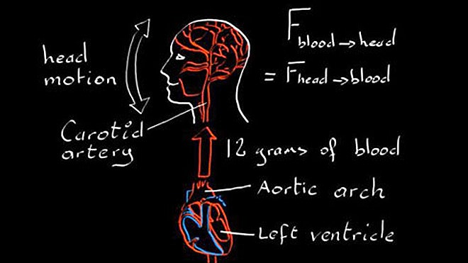 The telltale heartbeat? Head wobble indicates pulse