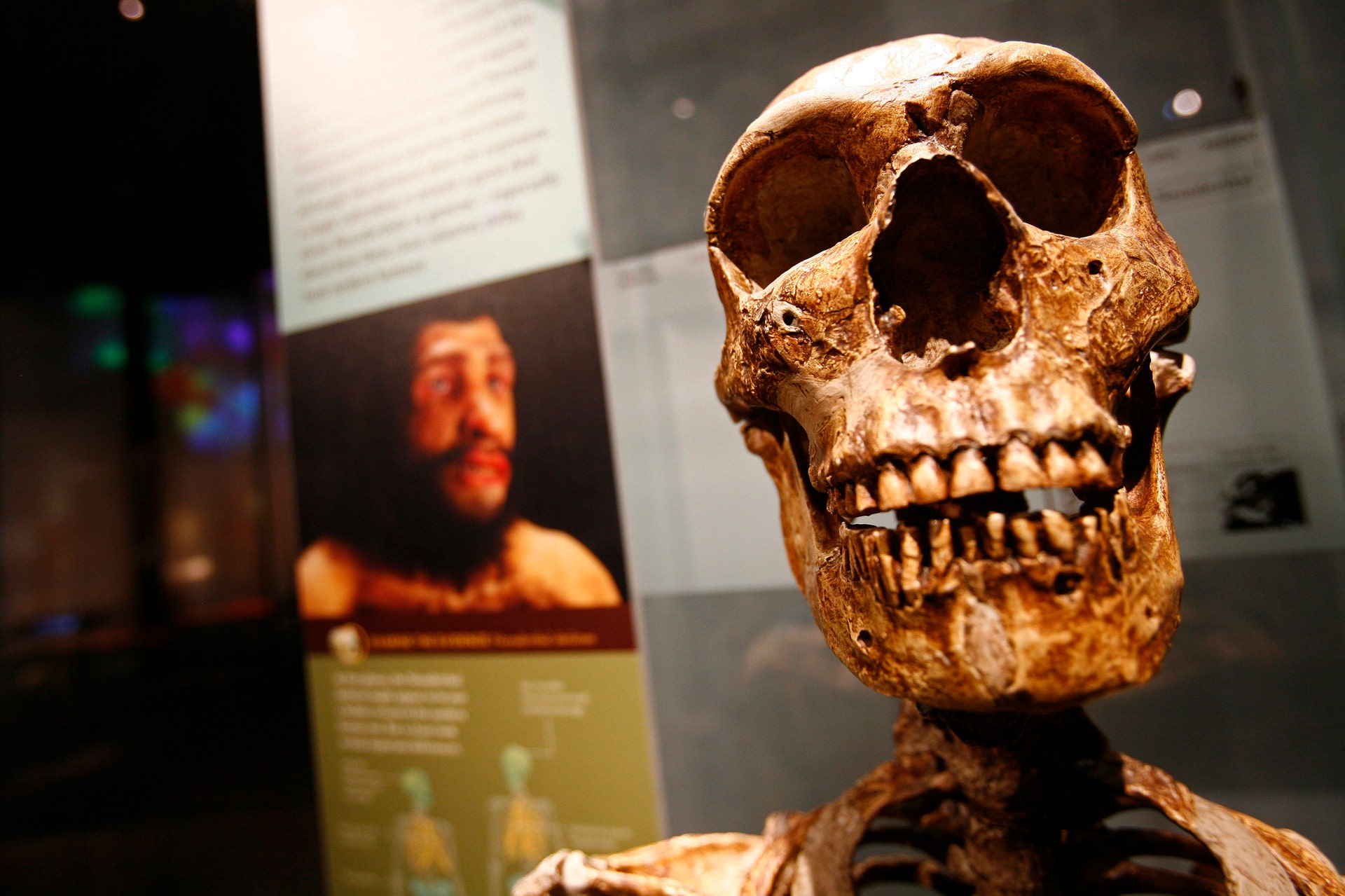 Scientists find oldest known specimens of the human species