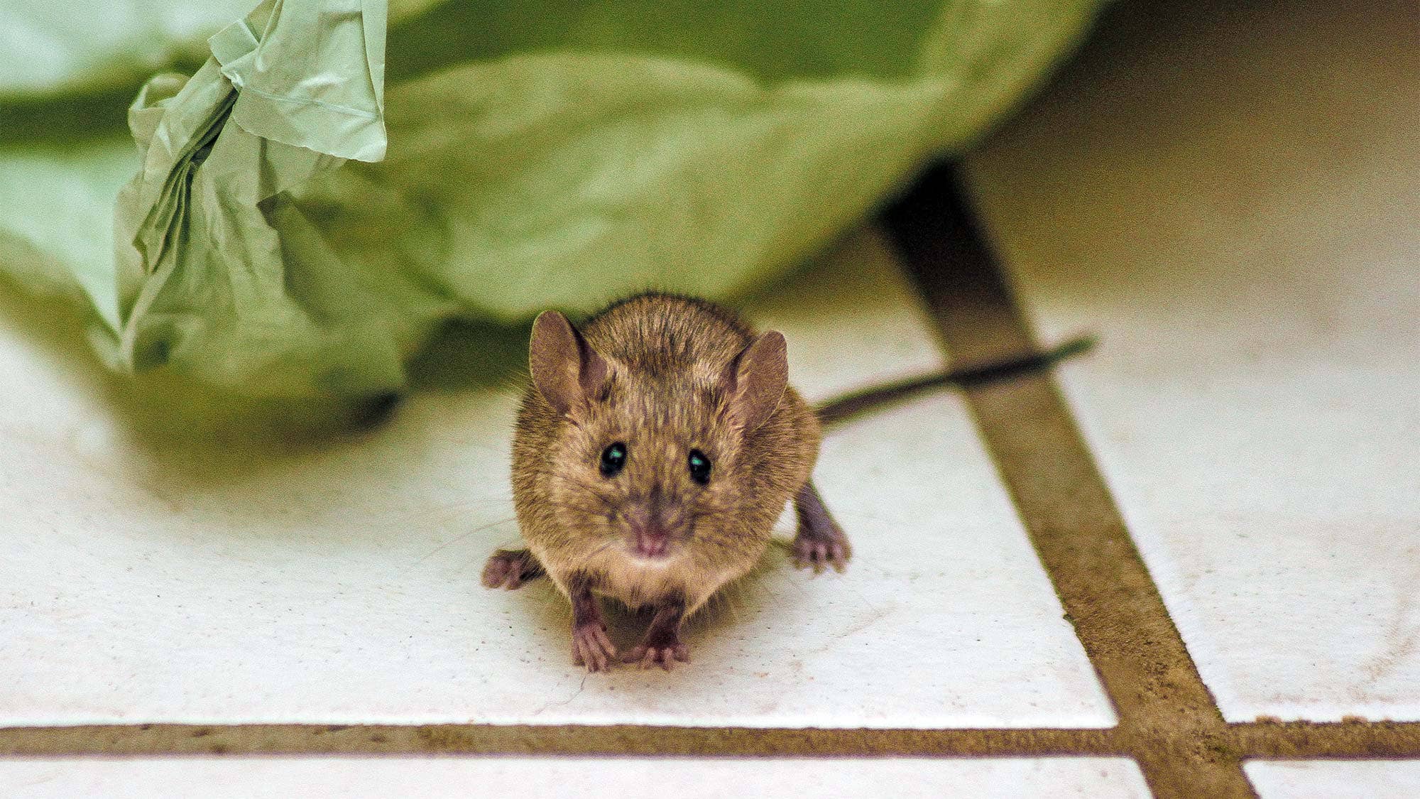 That is a mouse. Домовая мышь. a house for mouse.