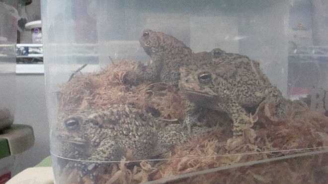 Kembali dari Tepi Tepi: Pelepasan Spesies Terancam Punah di Kebun Binatang Houston