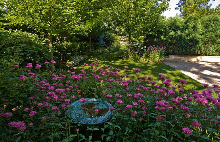 Bring butterflies and hummingbirds home with a single plant