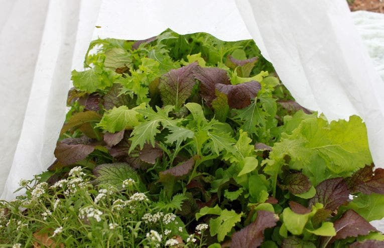 9 cara untuk melindungi tanaman Anda dari embun beku