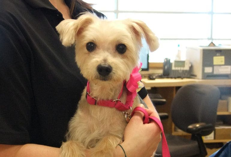 Stabbed dog makes full recovery, adopted by first responder | Fox News